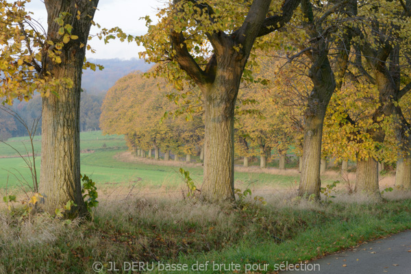 paysage automne